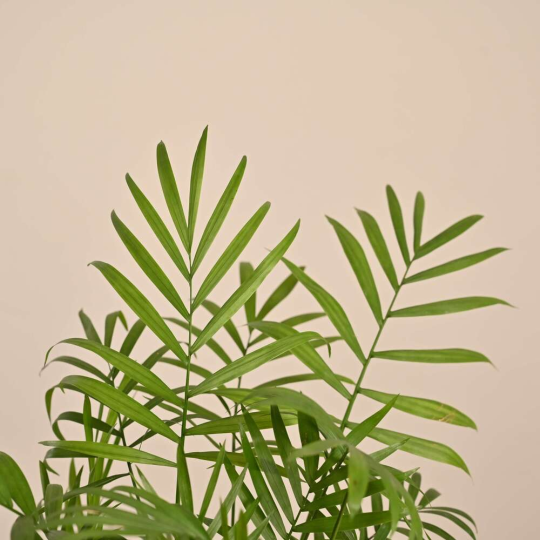 Bamboo Palm Plant - Image 3