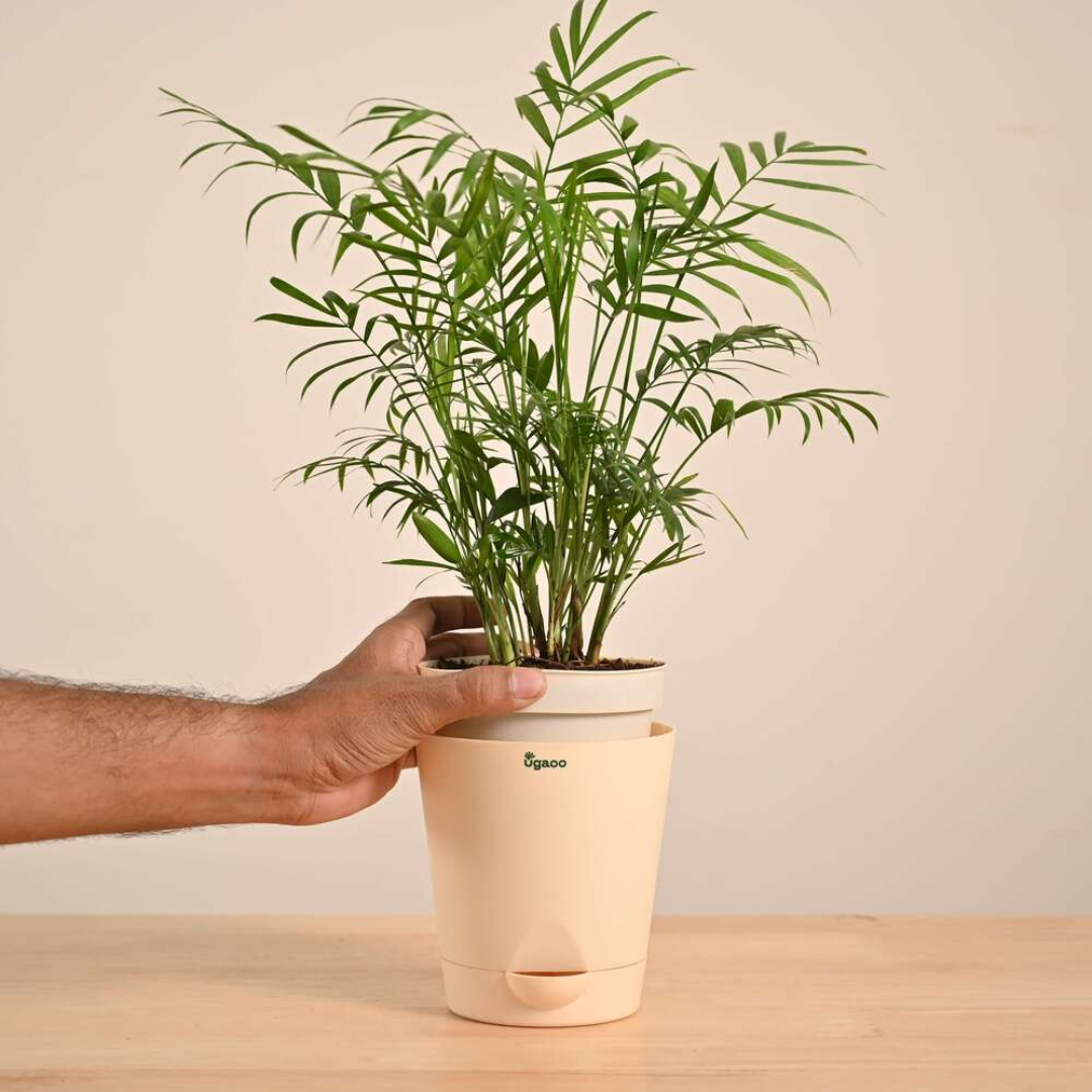 Bamboo Palm Plant - Image 2