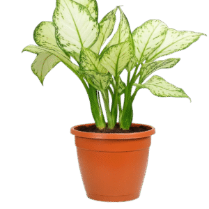 Snow White Aglaonema Plant