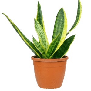 Snake Plant